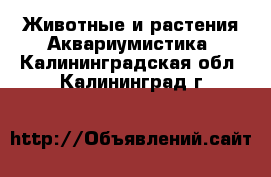 Животные и растения Аквариумистика. Калининградская обл.,Калининград г.